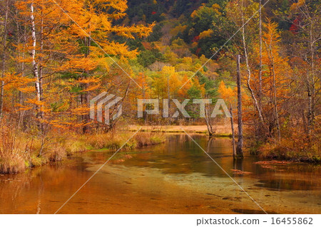 Kamikochi Tairochi leaves autumn leaves 16455862