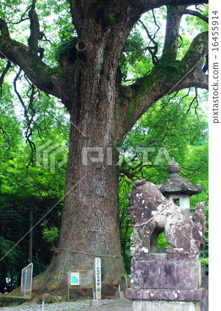  阿蘇神社的Kusu 16455914