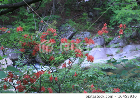 Red leaves Red leaves 16455930