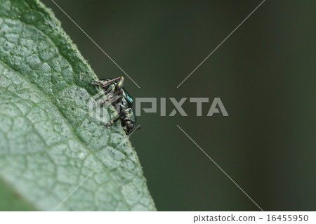 Creatures insects Dragonella beetle, hiding behind the leaves hiding behind the leaves as they approach carelessly 16455950