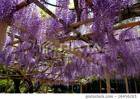 Wisteria trellis 16456265