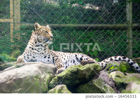 富士野生動物園|豹 16456331