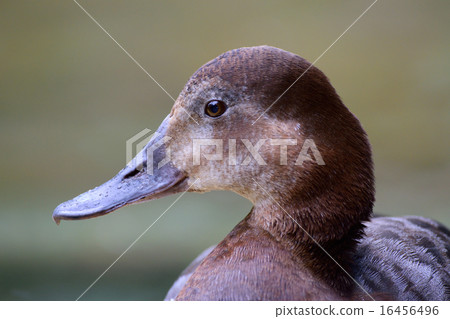 福岡市動物園的CALCAMO 16456496