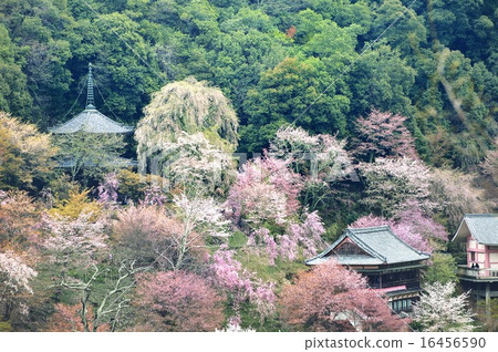 Ryoji Waka Temple Yoshinoyama Wakamatsura 16456590