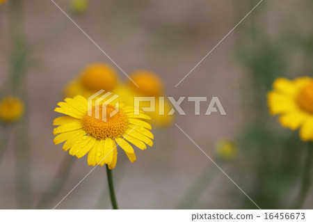 Dyers洋甘菊花和雨滴 Dyers洋甘菊花和雨滴 16456673