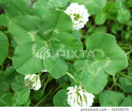 Four leaf five-leaf clover Four leaf five-leaf clover 16456676