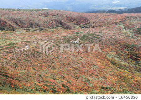Autumn leaves of Mt. Kurikoma 16456850