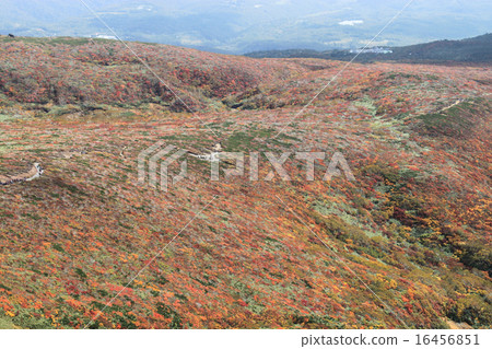 Autumn leaves of Mt. Kurikoma 16456851