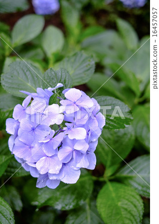 花繡球花 花繡球花 16457057