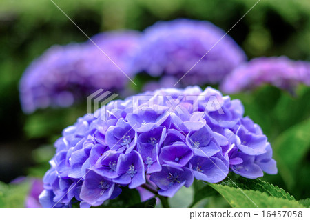 花繡球花 花繡球花 16457058