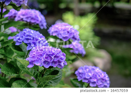 花繡球花 花繡球花 16457059