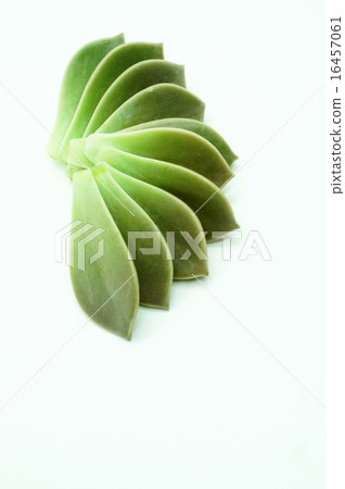 Gurapararifu Gurapararifu 16457061