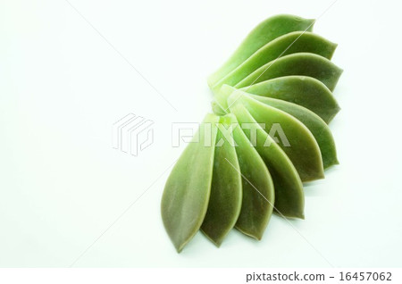 Gurapararifu Gurapararifu 16457062