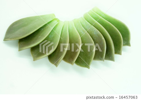 Gurapararifu Gurapararifu 16457063