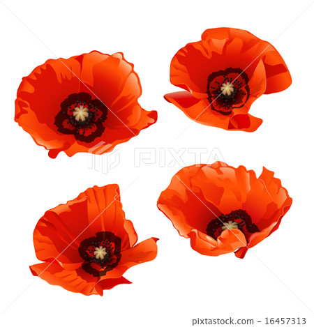 Red poppies 16457313