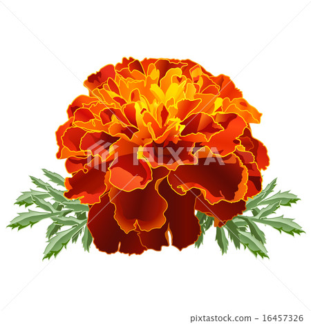 Red Marigold (Tagetes) Red Marigold (Tagetes) 16457326