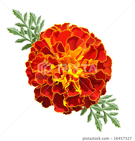 Red Marigold (Tagetes) Red Marigold (Tagetes) 16457327