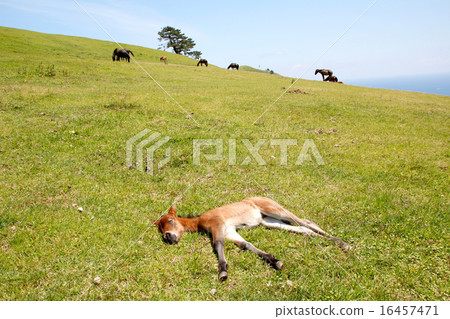 Cape Toki海角馬01 Cape Toki海角馬01 16457471