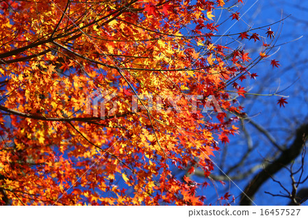 Autumn leaves 16457527