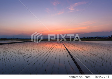 Dusk of a paddy field Dusk of a paddy field 16457781