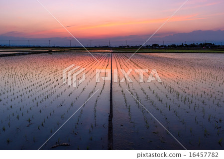 A paddy-colored rice field 16457782