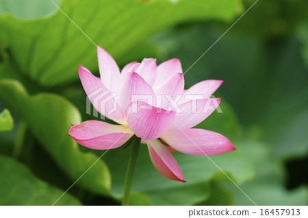 Lian flower 16457913