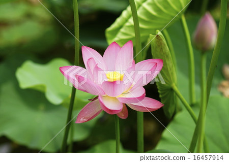 Lian flower 16457914