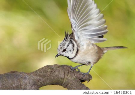crested tit 16458301