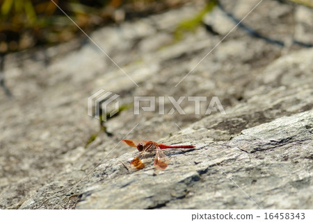 Miyama Macane 16458343