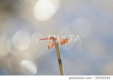 Miyama Macane Miyama Macane 16458344