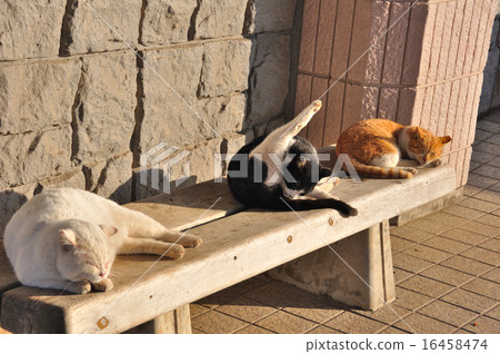 never tired? (A cat's nap) 16458474