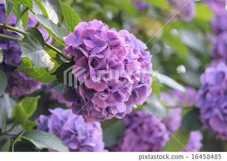 很多紫色的繡球花 16458485