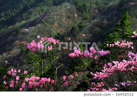 Kashiwa Tsukiyama's red-headed cherry tree rice 16458552