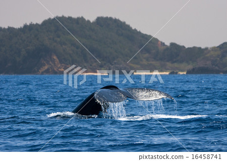 Humpback Whale of Ogasawara 16458741
