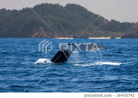 小笠原的駝背鯨 16458742