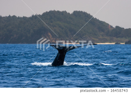 小笠原的駝背鯨 16458743