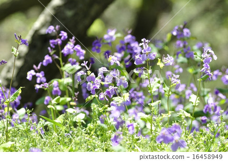 Hanadai Con 16458949