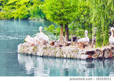 Flock of American White-Pelican's. Flock of American White-Pelican's. 16459031