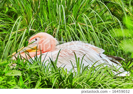 Oriental white stork. Oriental white stork. 16459032