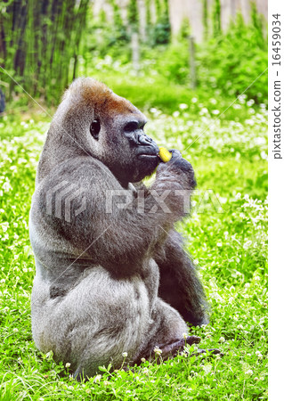Gorilla Wisdom. 16459034