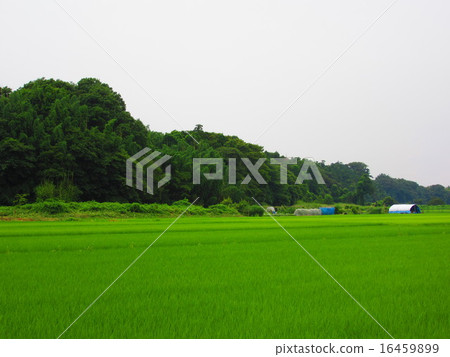 鄉村景觀 鄉村景觀 16459899