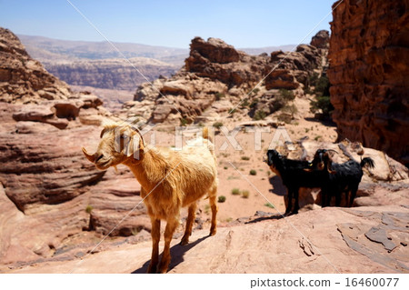 Desert in the Middle East / Jordan where wild goats go and go 16460077