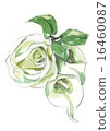 White rose and color 16460087
