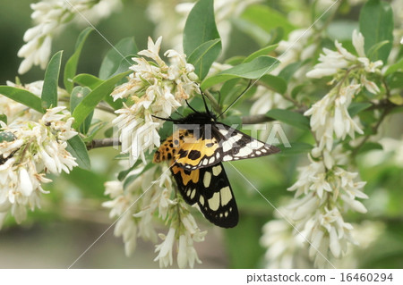 Traga sucking honey of Ibotanoki 16460294