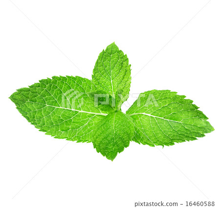 mint leaves isolated on white background 16460588