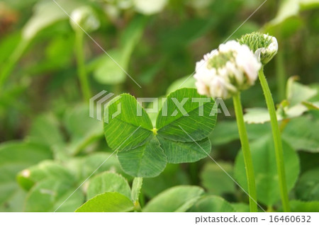 四片葉子的三葉草 16460632
