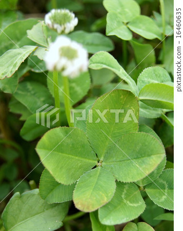 四片葉子的三葉草 16460635
