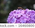 蜻蜓和繡球花 16460800