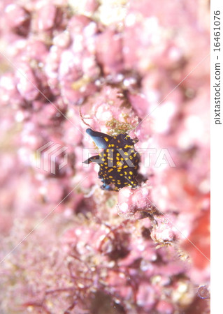 黑色Kumadori青蛙 16461076