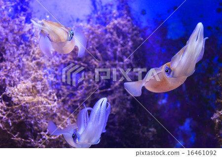 美麗海水族館AOLIICA 16461092